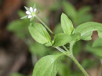 Moehringia trinervia 3, Drienerfmuur, Saxifraga-Rutger Barendse