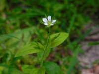 Moehringia trinervia 6, Drienerfmuur, Saxifraga-Ed Stikvoort