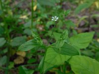 Moehringia trinervia 7, Drienerfmuur, Saxifraga-Ed Stikvoort