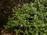 Moehringia trinervia 8, Drienerfmuur, Saxifraga-Ed Stikvoort