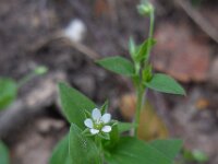 Moehringia trinervia 9, Drienerfmuur, Saxifraga-Ed Stikvoort