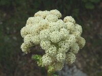 Molospermum peloponnesiacum 2, Saxifraga-Jan van der Straaten