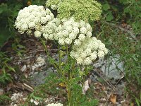 Molospermum peloponnesiacum 3, Saxifraga-Jan van der Straaten