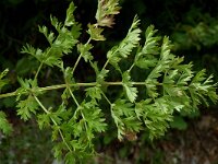 Molospermum peloponnesiacum 4, Saxifraga-Jan van der Straaten