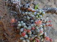 Monanthes laxiflora 10, Saxifraga-Ed Stikvoort