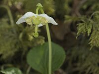 Moneses uniflora 12, Eenbloemig wintergroen, Saxifraga-Willem van Kruijsbergen