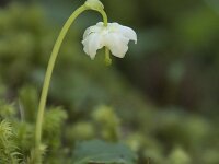 Moneses uniflora 14, Eenbloemig wintergroen, Saxifraga-Willem van Kruijsbergen