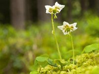 Moneses uniflora 15, Eenbloemig wintergroen, Saxifraga-Luuk Vermeer