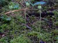 Moneses uniflora 16, Eenbloemig wintergroen, Saxifraga-Ed Stikvoort