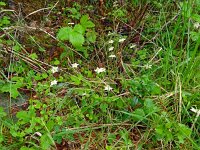 Moneses uniflora 30, Eenbloemig wintergroen, Saxifraga-Hans Grotenhuis