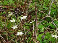 Moneses uniflora 31, Eenbloemig wintergroen, Saxifraga-Hans Grotenhuis