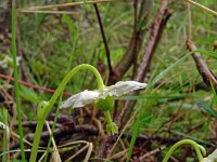 Moneses uniflora 32, Eenbloemig wintergroen, Saxifraga-Hans Grotenhuis