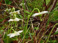 Moneses uniflora 33, Eenbloemig wintergroen, Saxifraga-Hans Grotenhuis