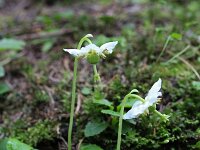 Moneses uniflora 6, Eenbloemig wintergroen, Saxifraga-Jeroen Willemsen