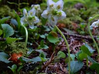 Moneses uniflora 8, Eenbloemig wintergroen, Saxifraga-Ed Stikvoort