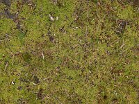 Montia arvensis 10, Klein bronkruid, Saxifraga-Ed Stikvoort