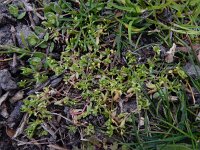 Montia arvensis 12, Klein bronkruid, Saxifraga-Ed Stikvoort