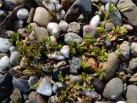 Montia arvensis 14, Klein bronkruid, Saxifraga-Ed Stikvoort