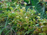 Montia arvensis 4, Klein bronkruid, Saxifraga-Ed Stikvoort