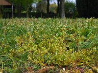 Montia arvensis 6, Klein bronkruid, Saxifraga-Ed Stikvoort