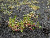Montia arvensis 9, Klein bronkruid, Saxifraga-Ed Stikvoort