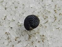 Montia minor 12, Klein bronkruid, Saxifraga-Rutger Barendse