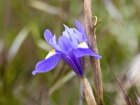 Moraea sisyrinchium 18, Saxifraga-Bart Vastenhouw