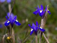 Moraea sisyrinchium 19, Saxifraga-Bart Vastenhouw