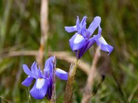 Moraea sisyrinchium 22, Saxifraga-Bart Vastenhouw