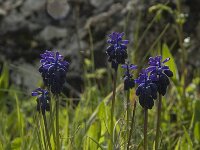 Muscari commutatum 5, Saxifraga-Willem van Kruijsbergen