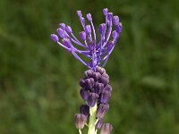 Muscari comosum 14, Kuifhyacint, Saxifraga-Jan van der Straaten