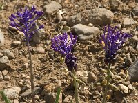 Muscari comosum 16, Kuifhyacint, Saxifraga-Jan van der Straaten
