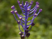 Muscari comosum 17, Kuifhyacint, Saxifraga-Jan van der Straaten