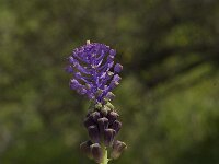 Muscari comosum 19, Kuifhyacint, Saxifraga-Willem van Kruijsbergen