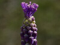 Muscari comosum 2, Kuifhyacint, Saxifraga-Jan van der Straaten