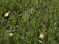 Muscari comosum 22, Kuifhyacint, Saxifraga-Willem van Kruijsbergen