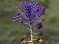Muscari comosum 23, Kuifhyacint, Saxifraga-Willem van Kruijsbergen