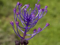 Muscari comosum 24, Kuifhyacint, Saxifraga-Jan van der Straaten