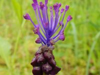 Muscari comosum 27, Kuifhyacint, Saxifraga-Peter Meininger