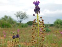 Muscari comosum 29, Kuifhyacint, Saxifraga-Ed Stikvoort