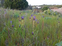 Muscari comosum 32, Kuifhyacint, Saxifraga-Ed Stikvoort