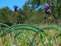 Muscari comosum 33, Kuifhyacint, Saxifraga-Ed Stikvoort