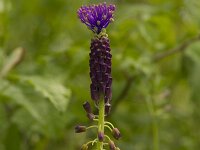 Muscari comosum 35, Kuifhyacint, Saxifraga-Jan Nijendijk