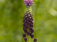 Muscari comosum 37, Kuifhyacint, Saxifraga-Jan Nijendijk