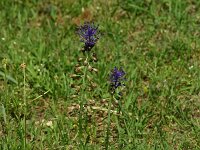 Muscari comosum 38, Kuifhyacint, Saxifraga-Dirk Hilbers