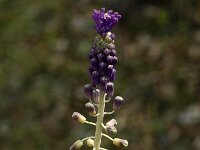 Muscari comosum 4, Kuifhyacint, Saxifraga-Jan van der Straaten