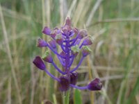 Muscari comosum 40, Kuifhyacint, Saxifraga-Jelle van Dijk