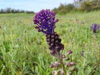 Muscari comosum 43, Kuifhyacint, Saxifraga-Rutger Barendse