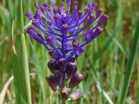 Muscari comosum 44, Kuifhyacint, Saxifraga-Harry Jans