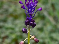 Muscari comosum 45, Kuifhyacint, Saxifraga-Harry Jans